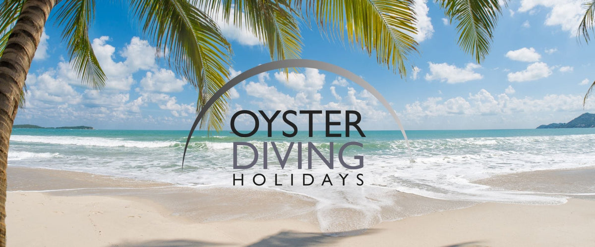 Oyster Diving Holidays logo over a tropical beach, with palm fronds overhead, white sand and turquoise sea.